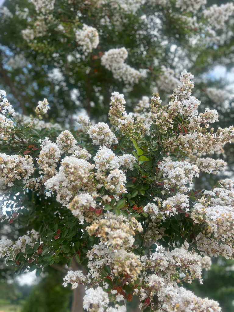 Acoma Crape Myrtle