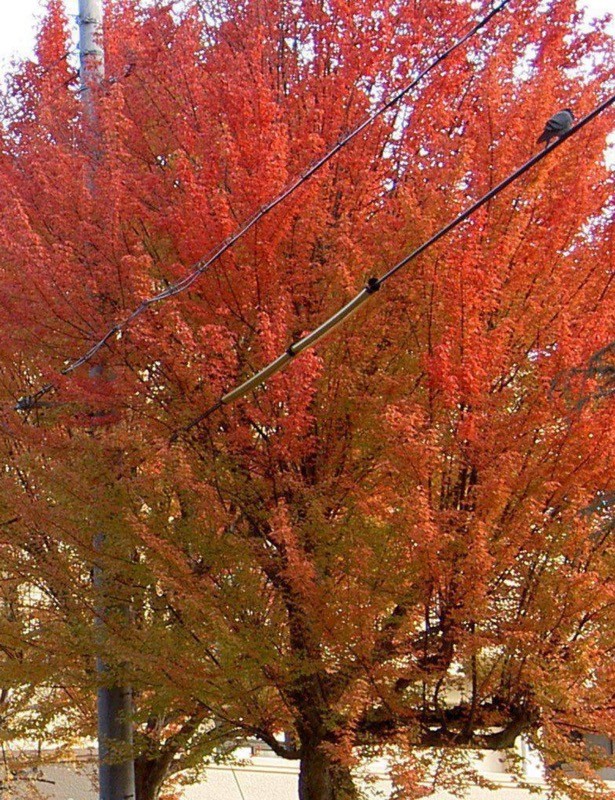 Aeryn Trident Maple