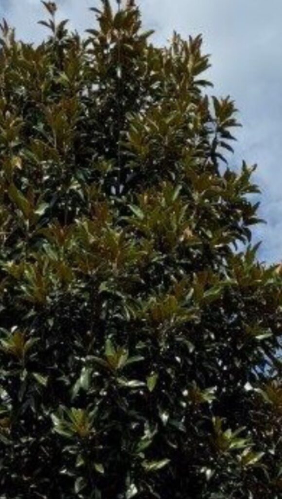 Alta™ Magnolia