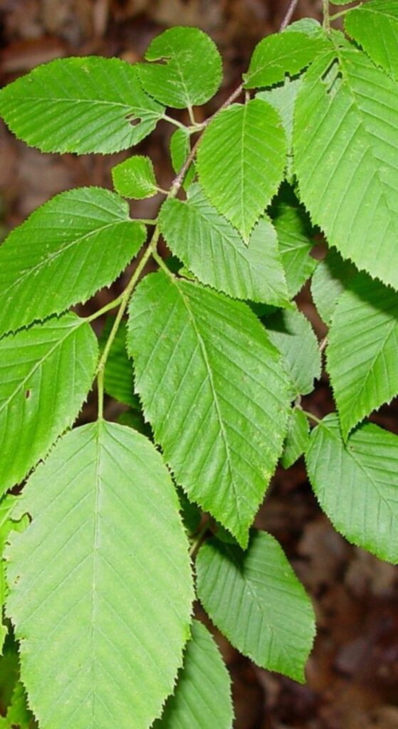 American Hornbeam