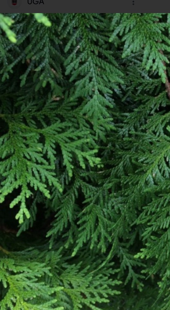 American Pillar Arborvitae