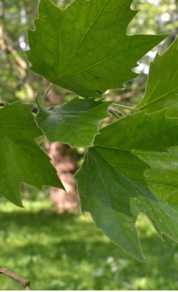 American Sycamore