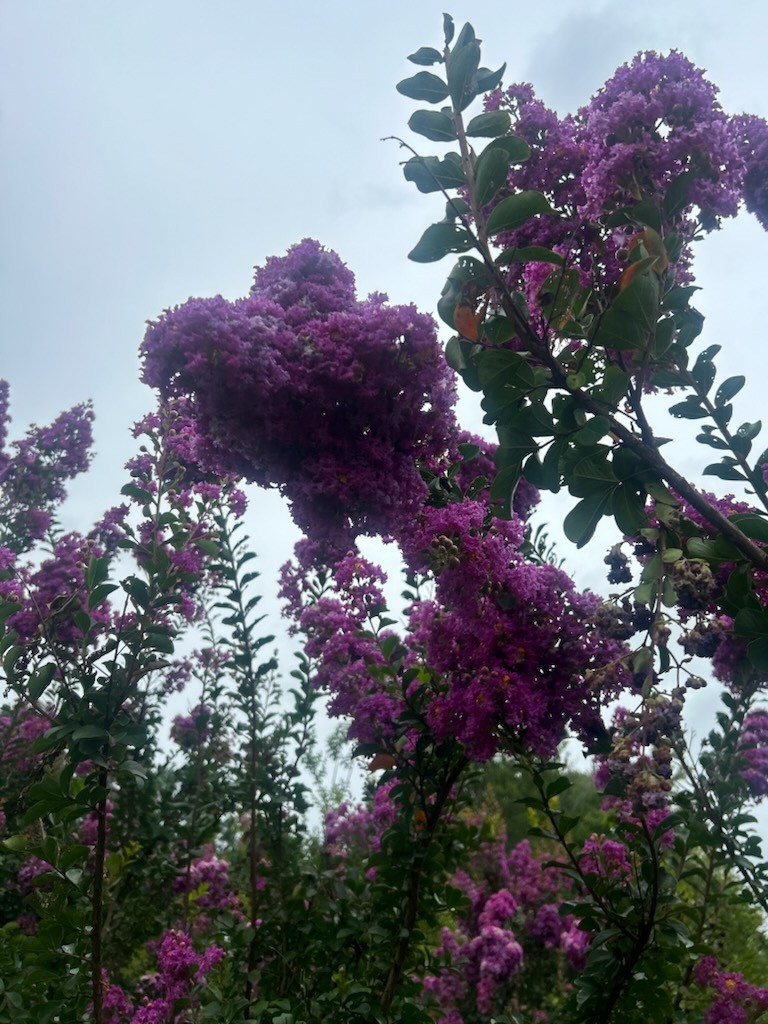 Autauga Crape Myrtle