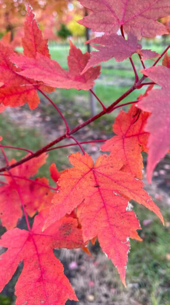 Autumn Blaze Red Maple