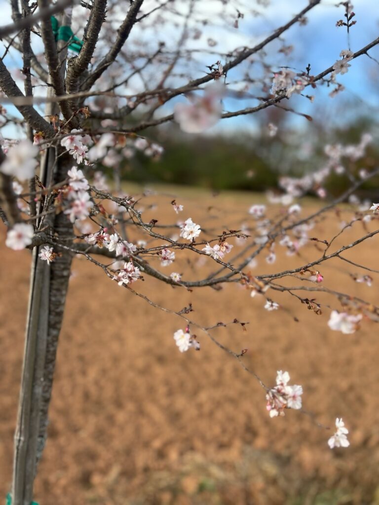 Autumnalis Cherry