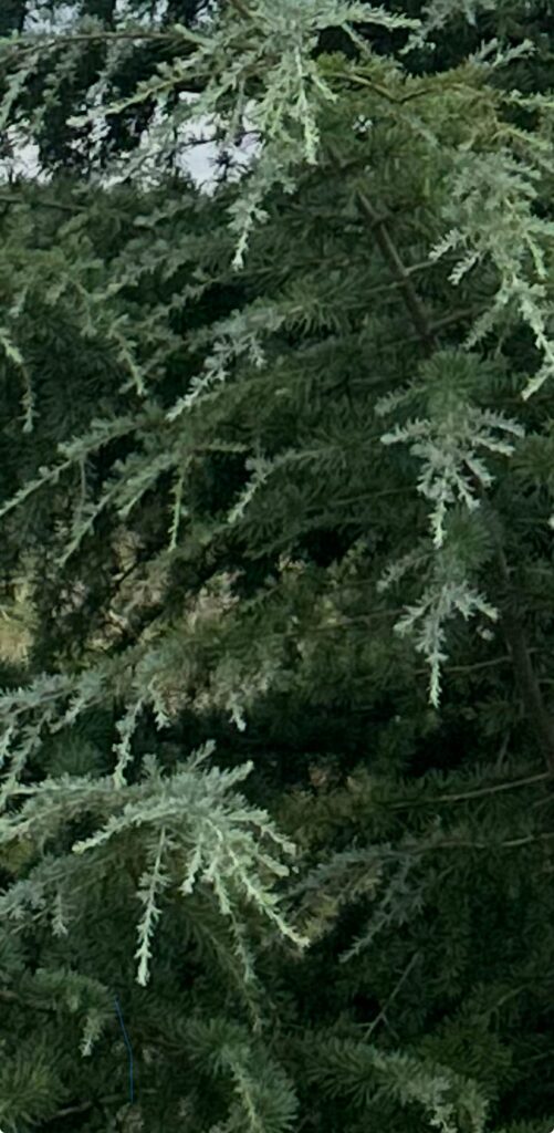 Bracken’s Best Deodara Cedar (BBC)