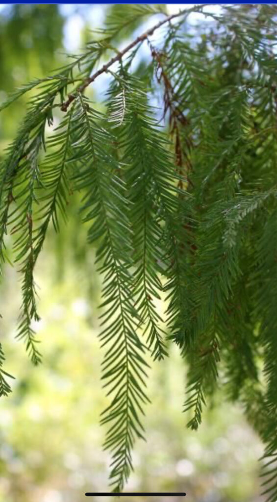 Bald Cypress