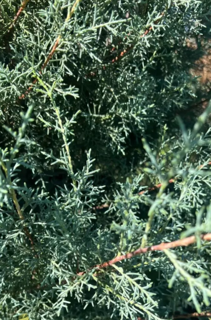 Blue Ice Arizona Cypress