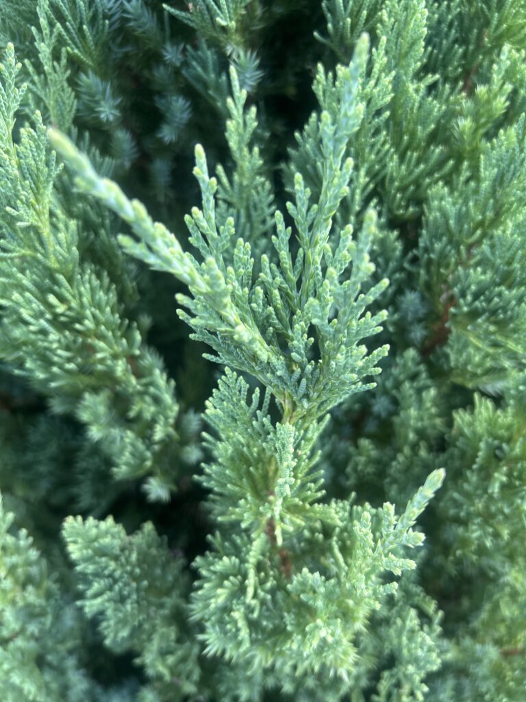 Blue Point Juniper