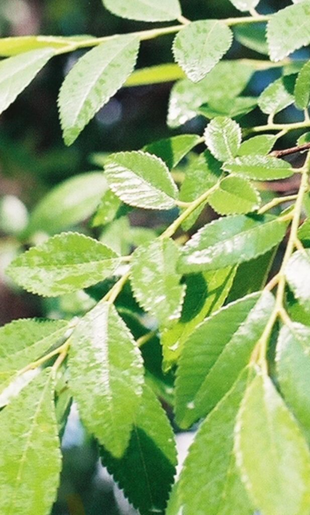 Bosque Elm