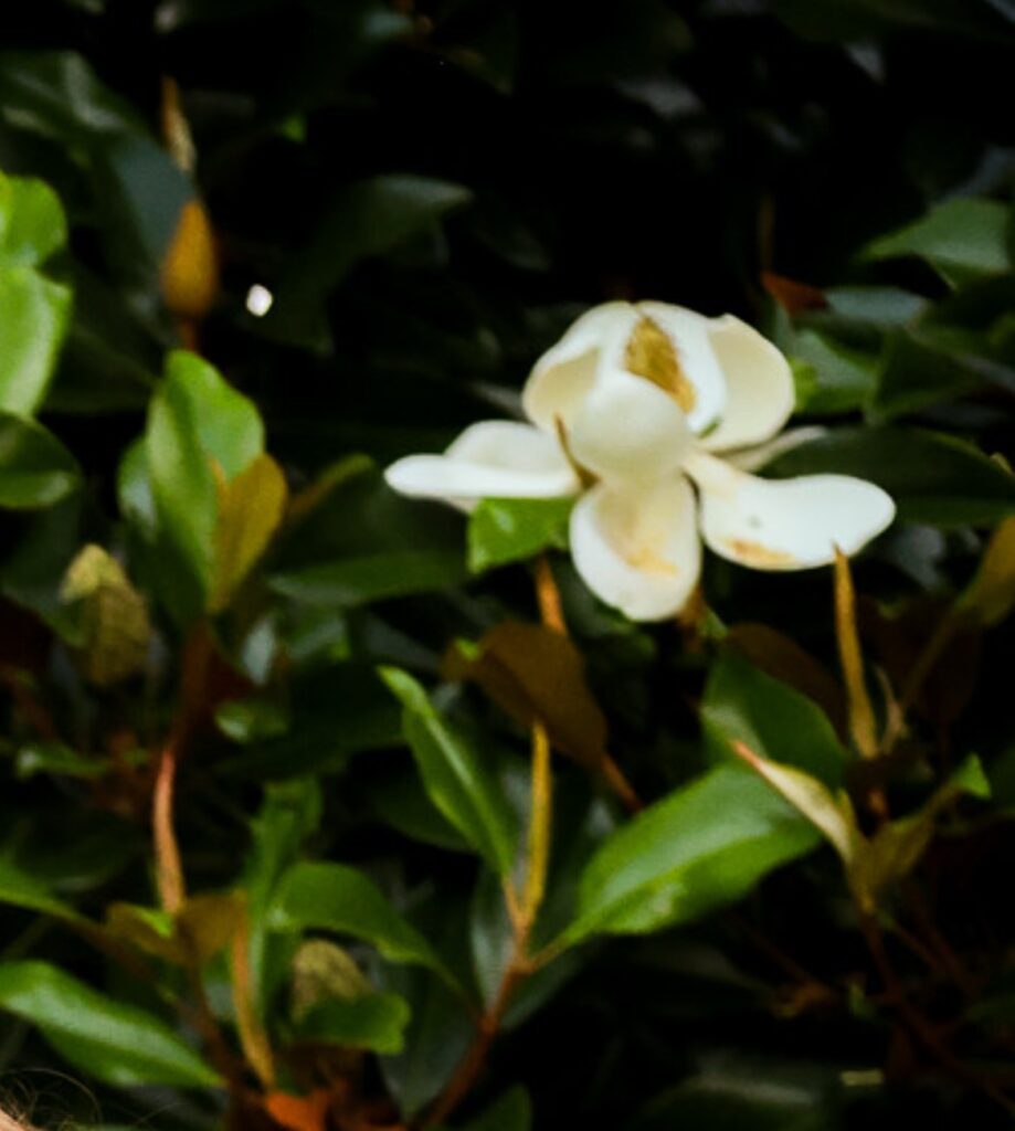 Bracken’s Brown Beauty Magnolia