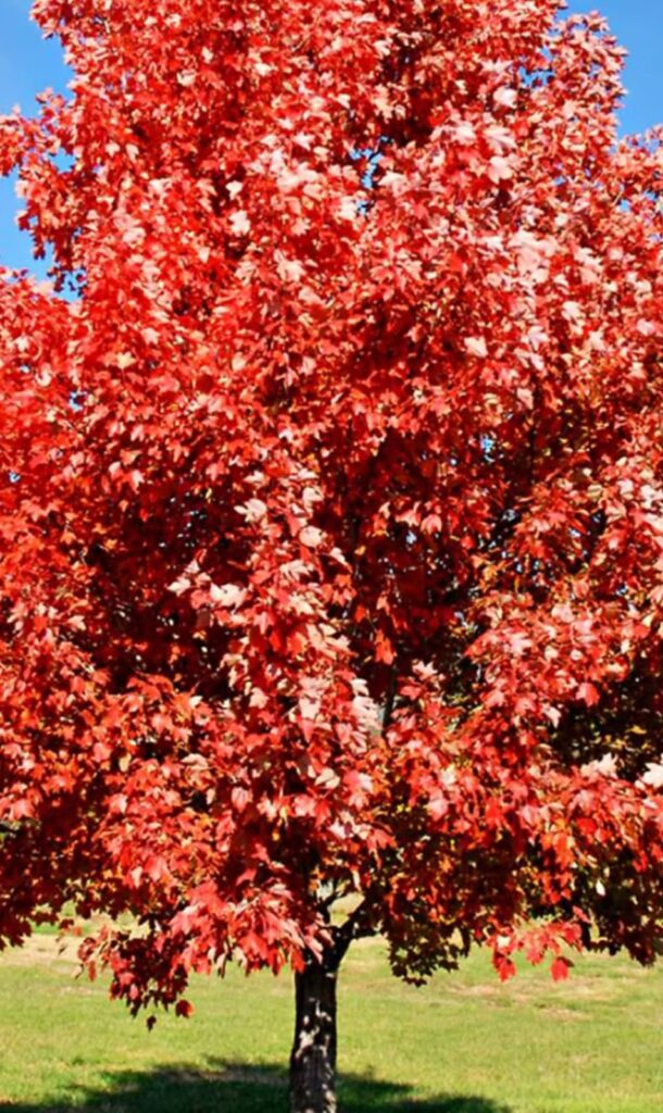Brandywine Maple