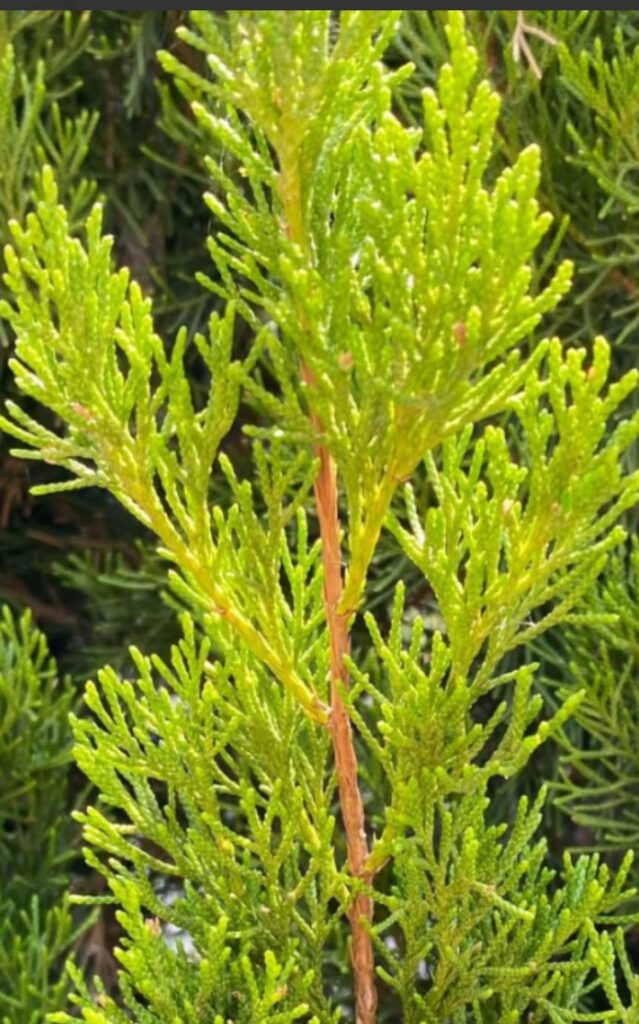 Brodie Southern Red Cedar