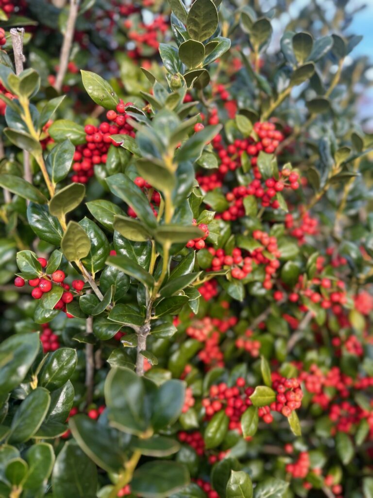 Burford Holly