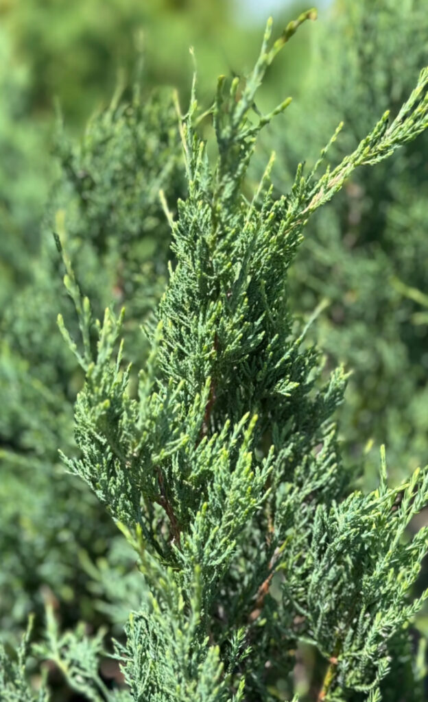Burkii Eastern Red Cedar