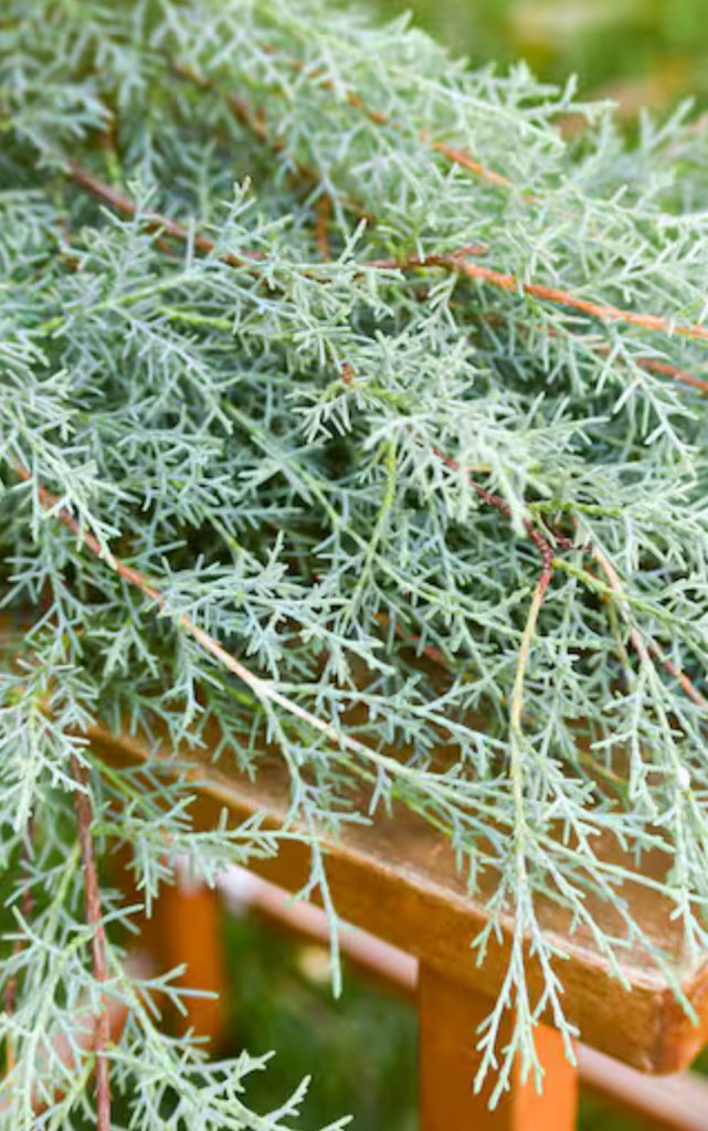 Carolina Sapphire Arizona Cypress