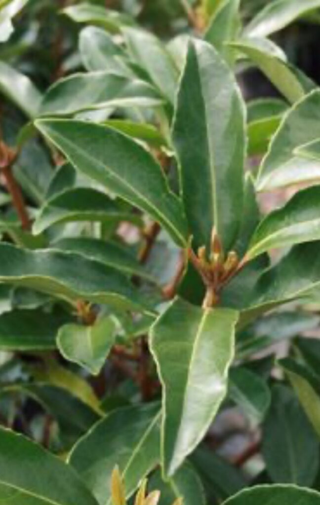 Chindo Viburnum
