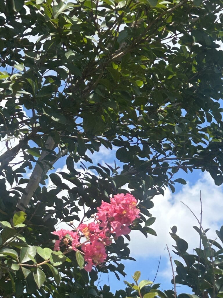 Choctaw Crape Myrtle