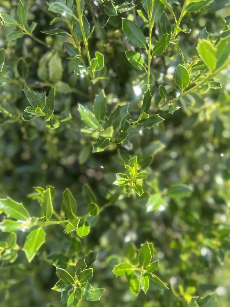 Christmas Jewel Holly
