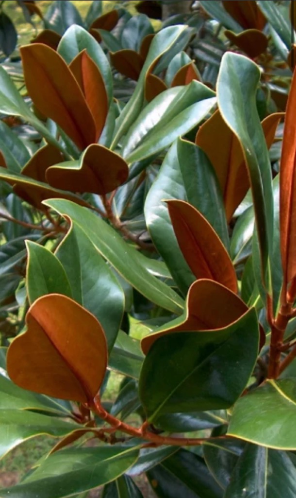 D.D. Blanchard Magnolia