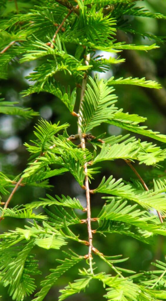 Dawn Redwood