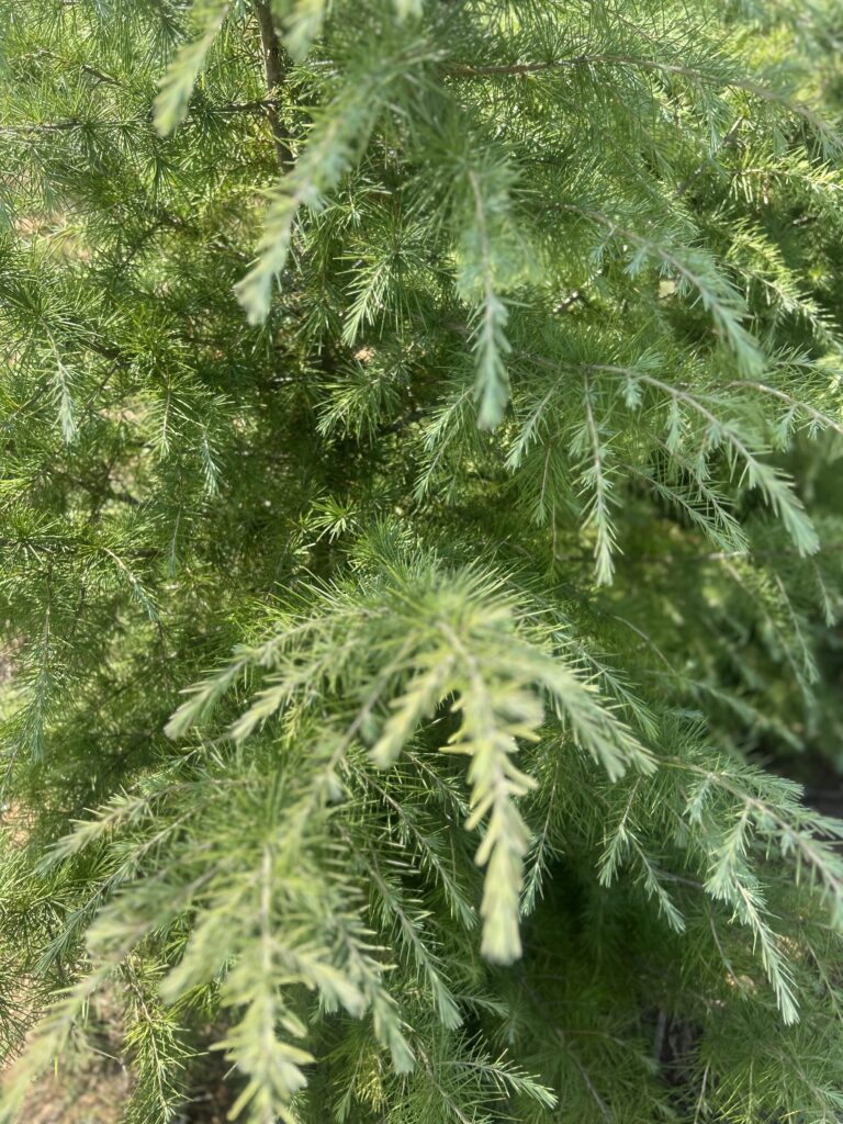 Deodara Cedar Seedling