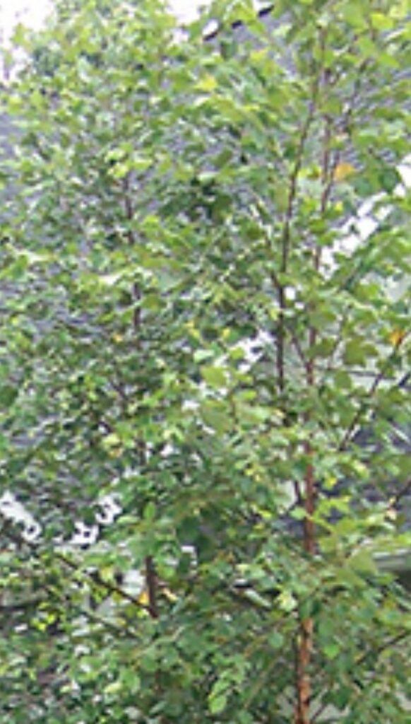 Dura-Heat’ River Birch