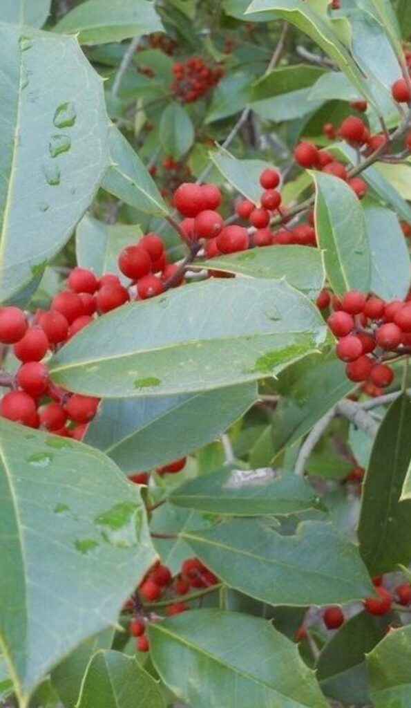 Eagleson Holly