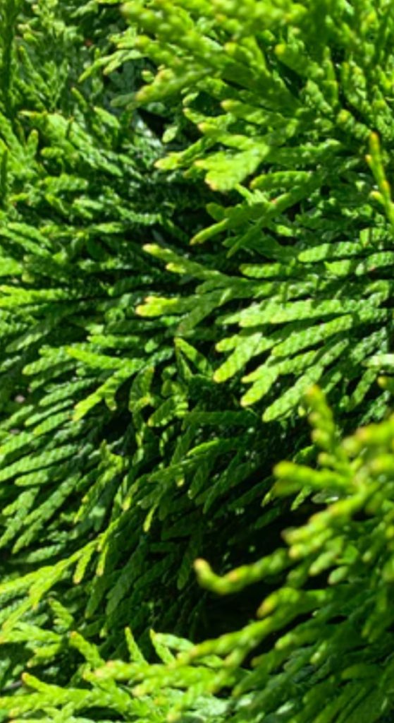 Emerald Green Arborvitae