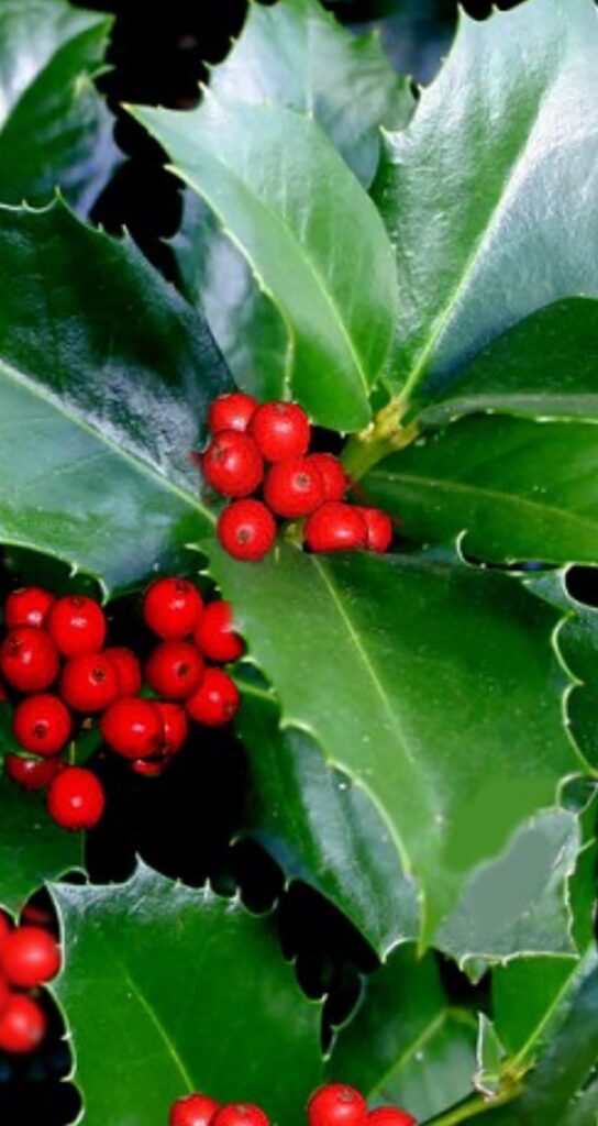 Emily Bruner Holly