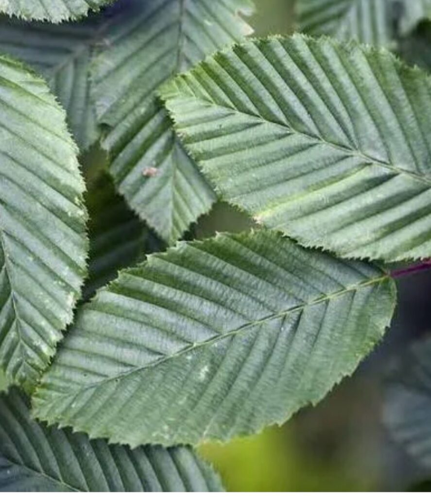 Pyramidal European Hornbeam