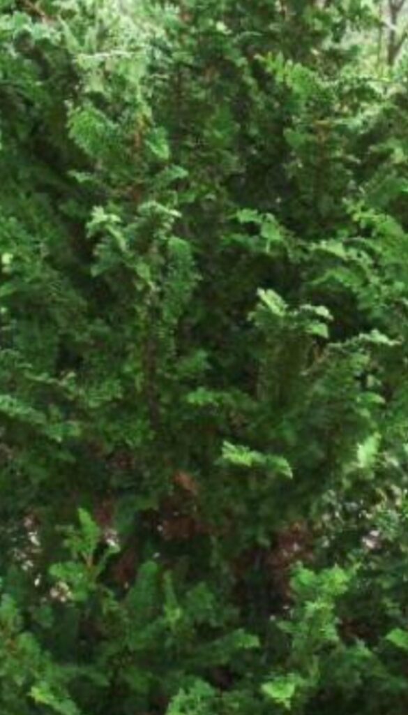 Fernspray Cypress