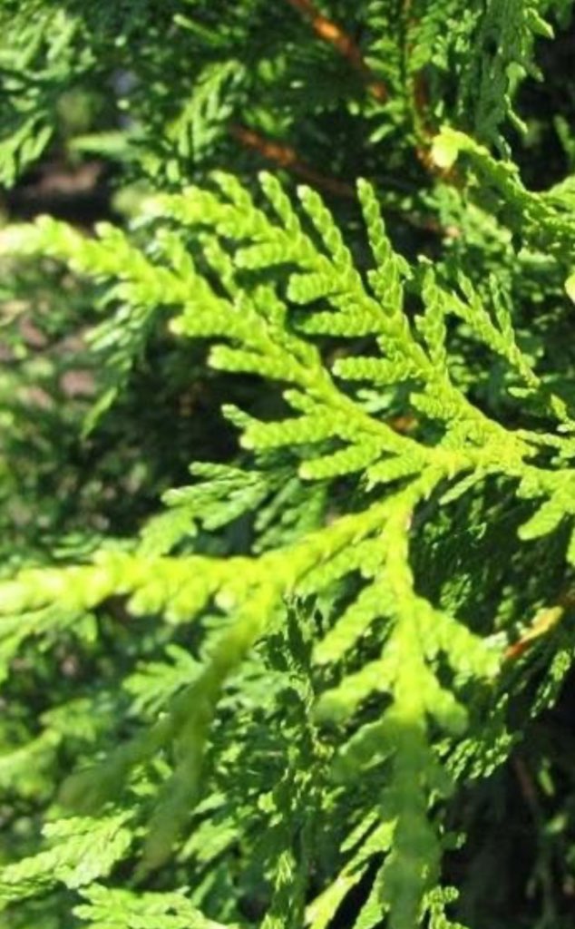 Green Giant Arborvitae