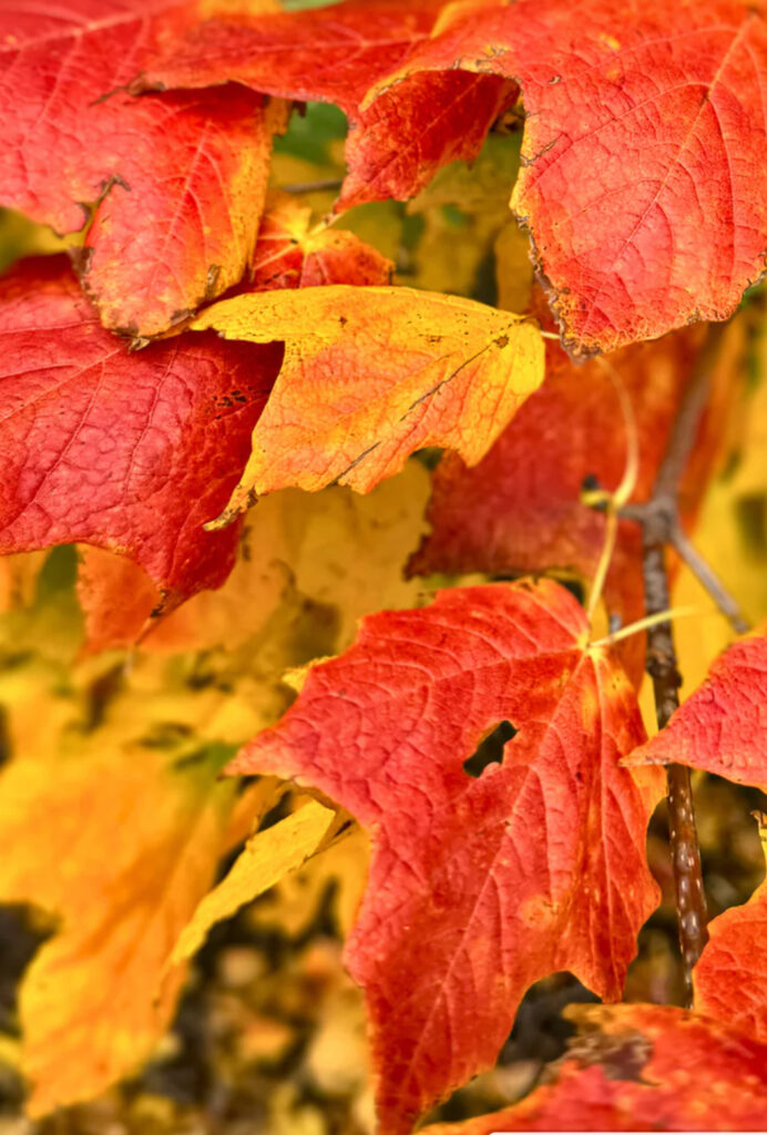Green Mountain Sugar Maple