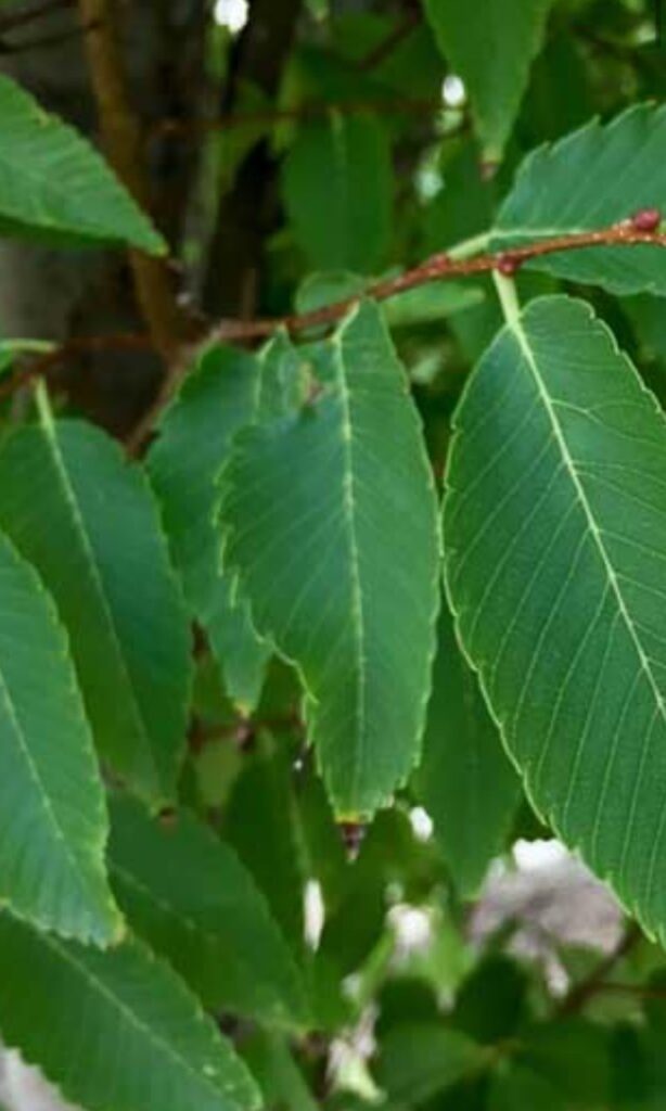 Green Vase Zelkova