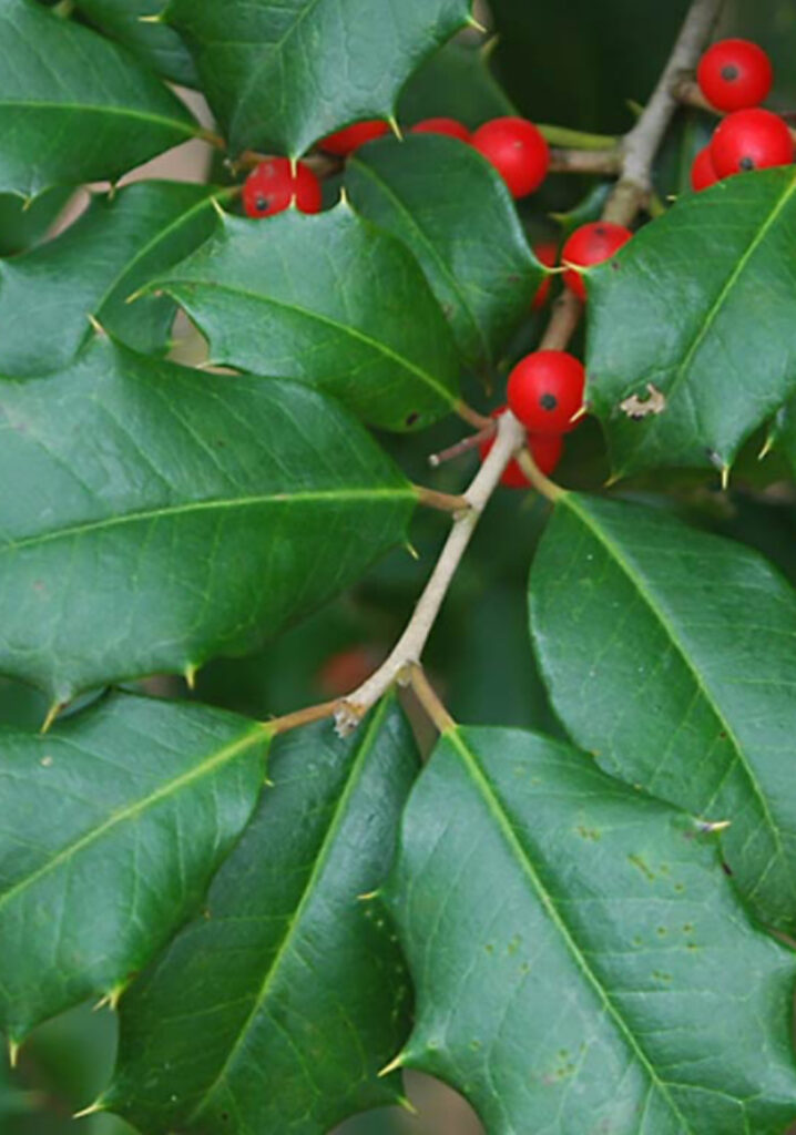 Greenleaf Holly