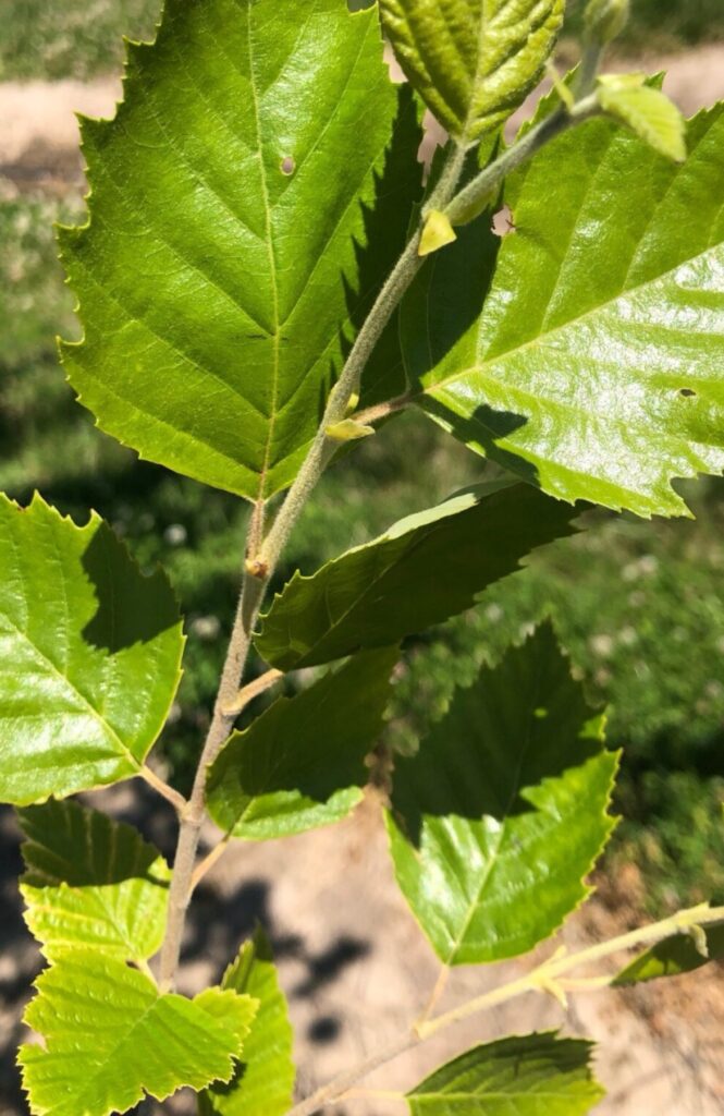 Heritage River Birch