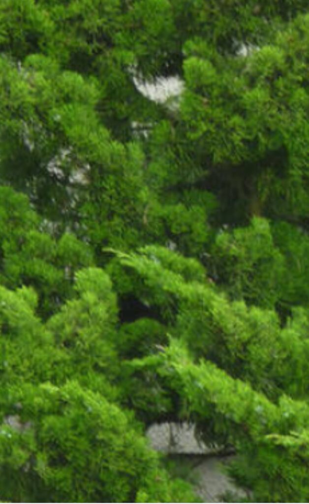 Hollywood Juniper