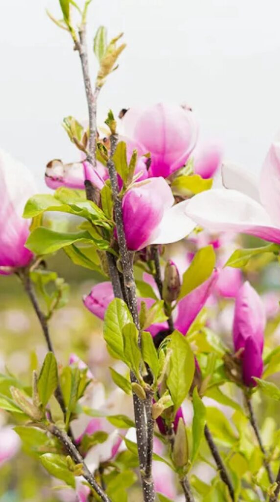 Jane Magnolia