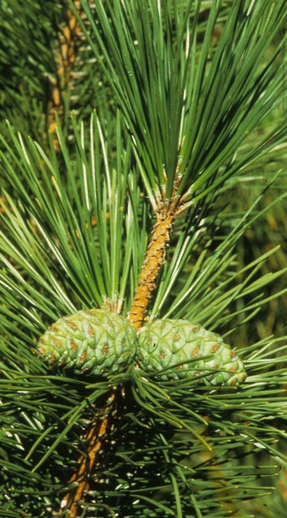 Japanese Black Pine