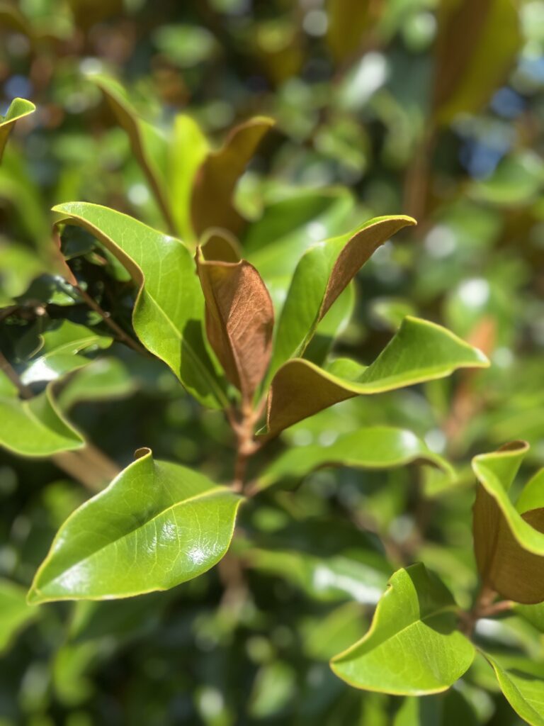 Kay Parris Magnolia