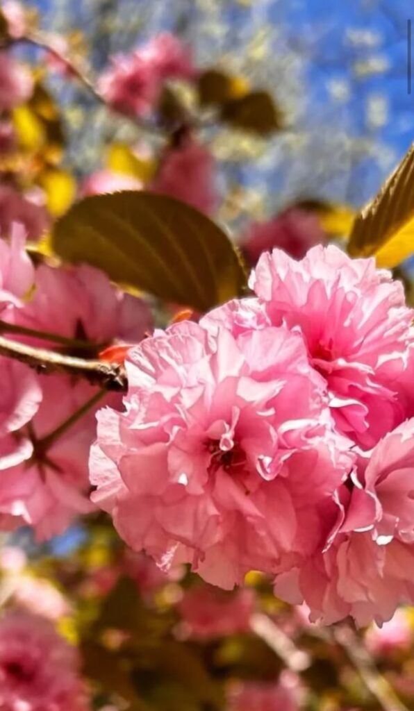 Kwanzan Cherry