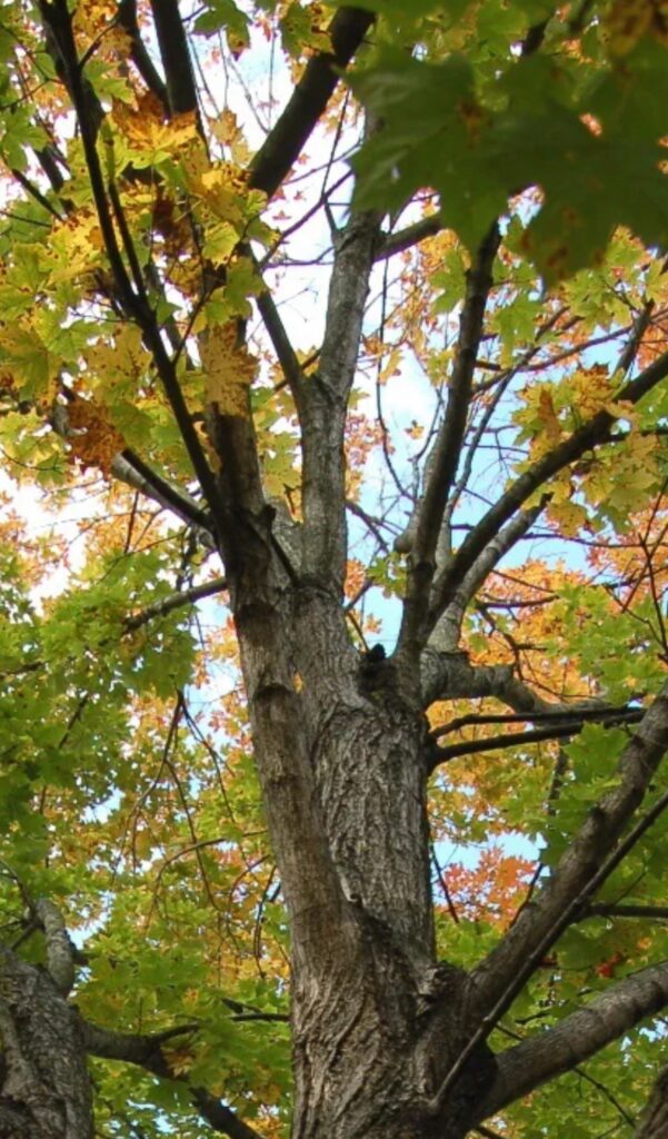 Legacy Sugar Maple