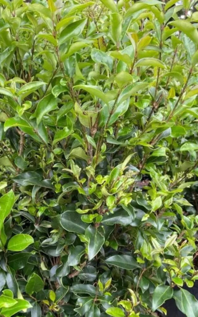 Recurvifolium Ligustrum