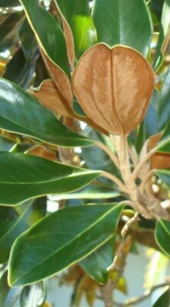 Little Gem Magnolia