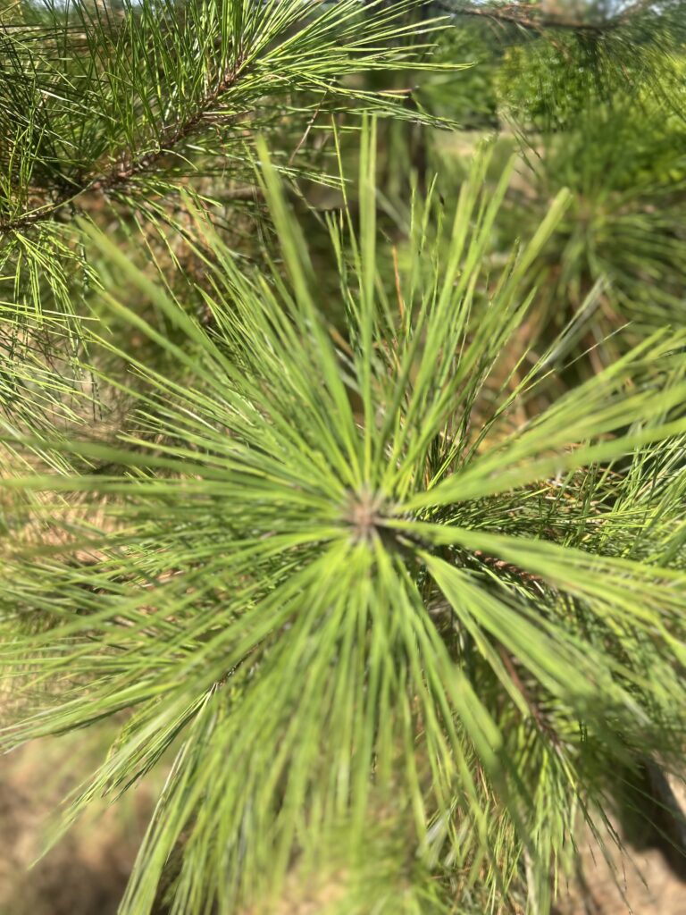 Loblolly Pine