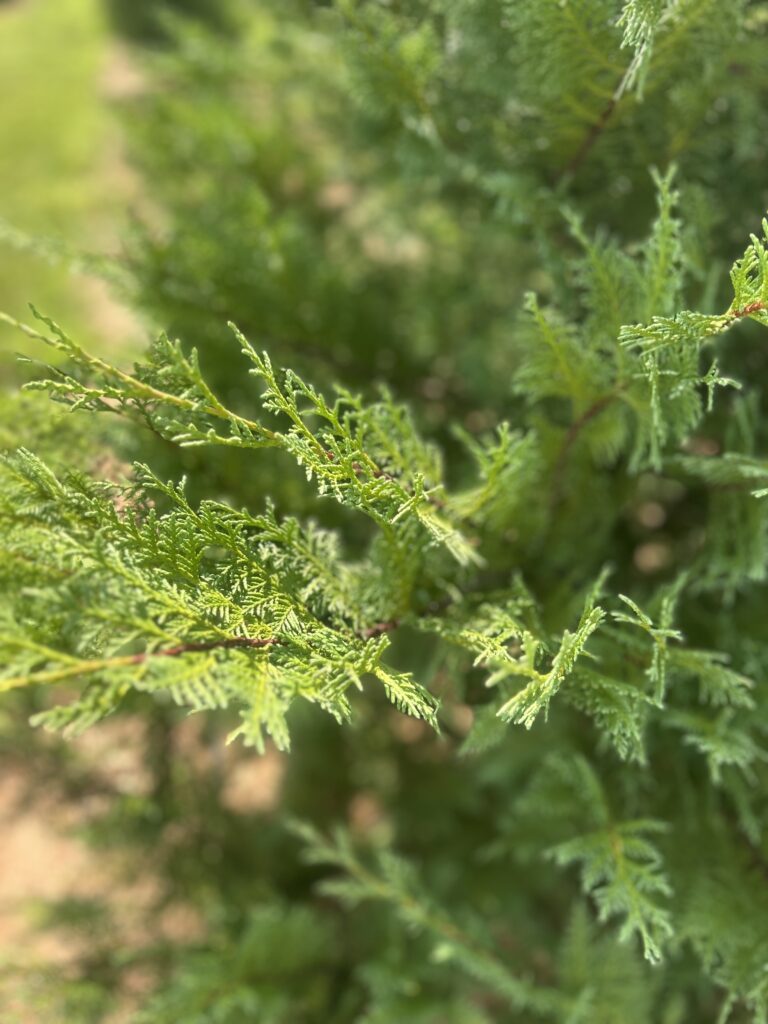 Murray Cypress
