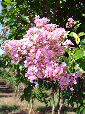 Muskogee Crape Myrtle