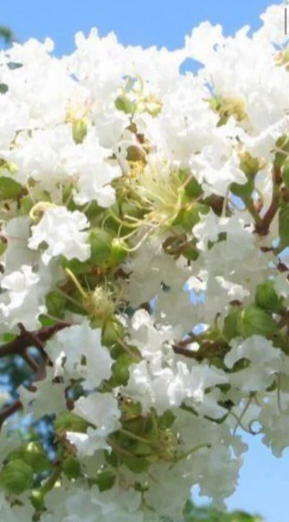 Natchez Crape Myrtle