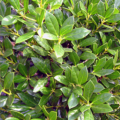 Needlepoint Holly